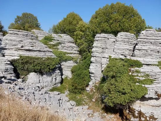 Stone Forest