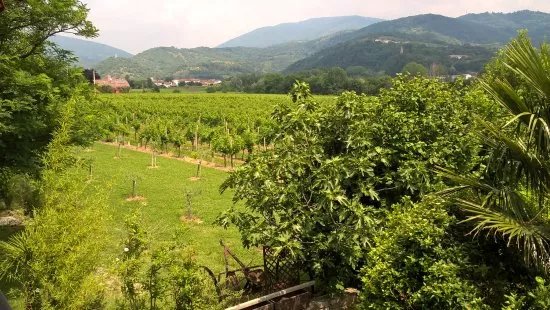 Strada Del Vino e Delle Ciliegie