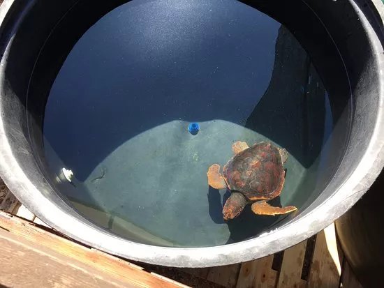 ARCHELON Τhe Sea Turtle Protection Society of Greece