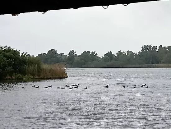Lepelaarshut