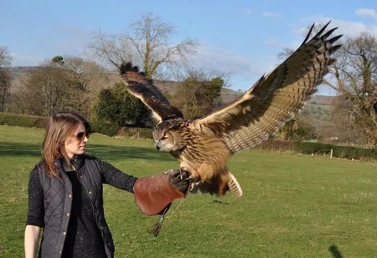 Falconry Experiences