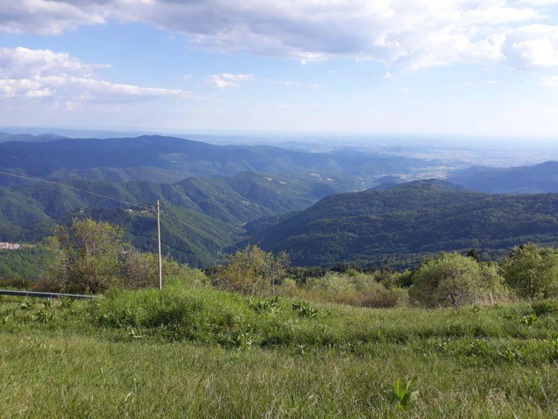 Il Riccio E Il Gufo
