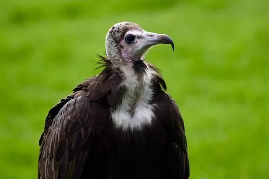 Surrey Hills Falconry