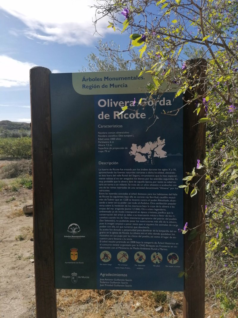 Olivera gorda de Ricote