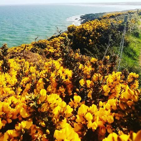 Clogherhead Headland Walk