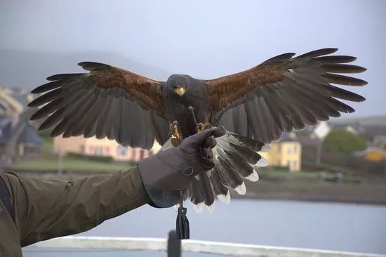 Kingdom Falconry - Dingle