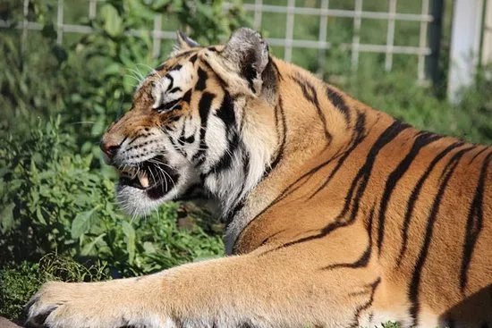 Oaza Sibirskeho Tigra (Oasis of Siberian Tigers)