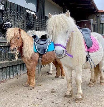 Equestrian and Wildlife Park Weil