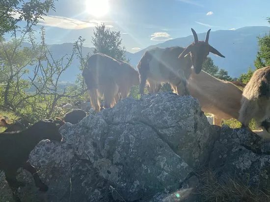 Fattoria Casetta Bianca