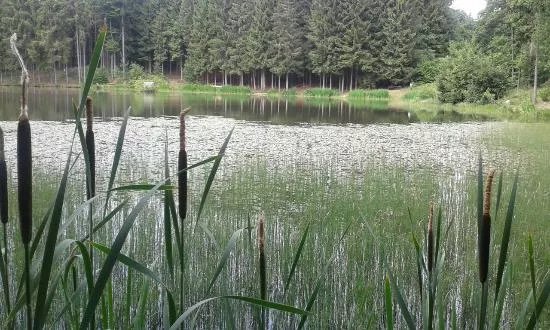 Rothsee