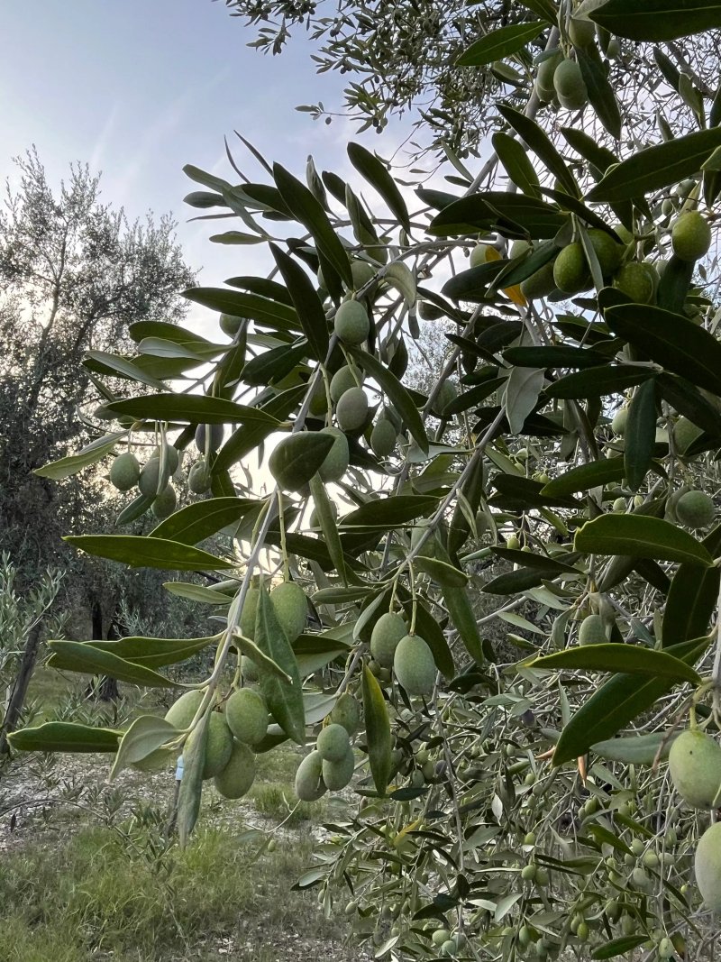 Le Fronde Vieste