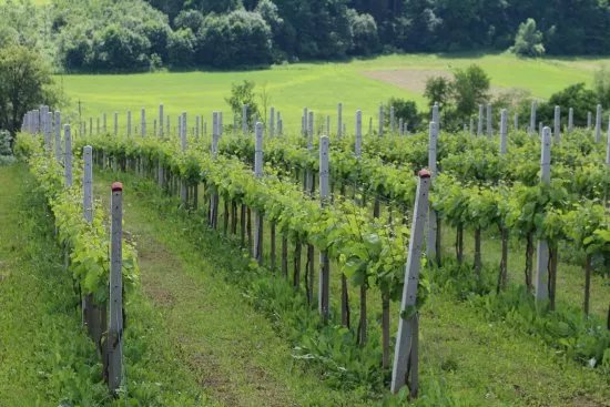 Chodorowa Winery