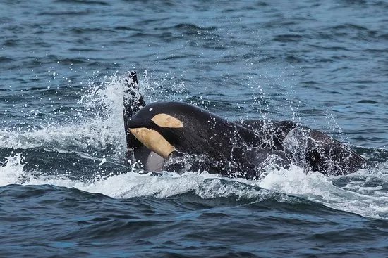 Laki Tours Whale Watching - Olafsvik