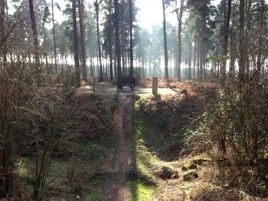 Thetford Forest Park