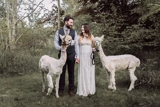 Cotswold Vale Alpacas