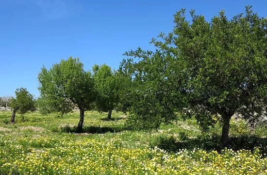Talaiots Capocorb Vell