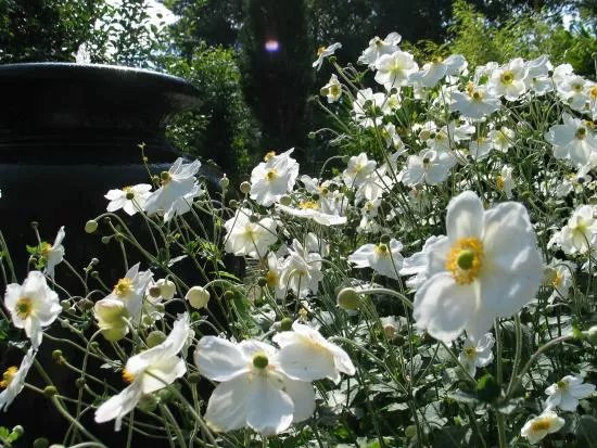 Newington Nurseries
