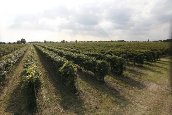 Azienda Agricola Luigino Molon