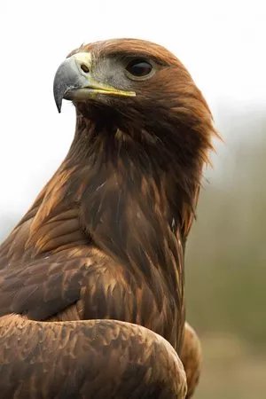 Falconry Experiences