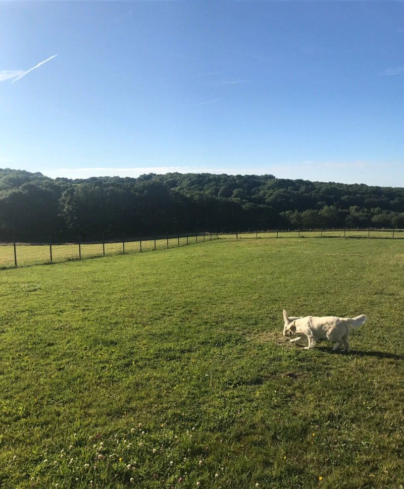 Un-Leashed Dog Exercise Area