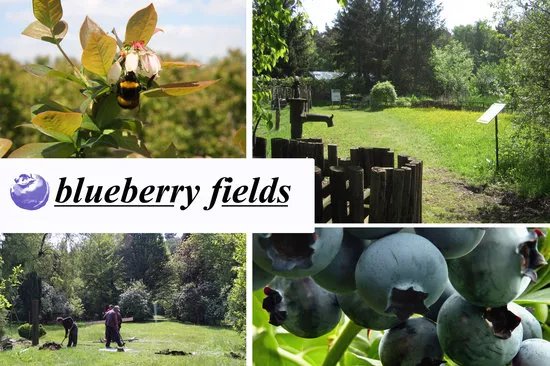 Blueberry Fields