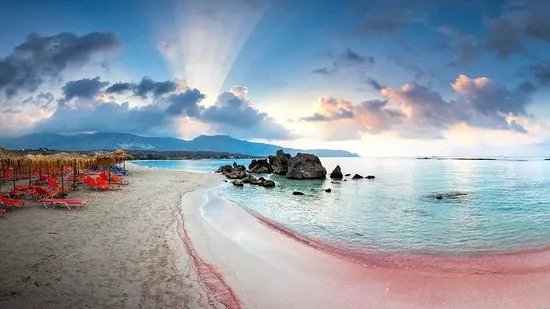Pink Flamingo