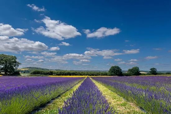 Lavender Fields