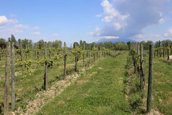 Azienda Agricola Provenza