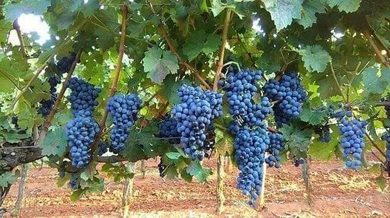 OH Wines