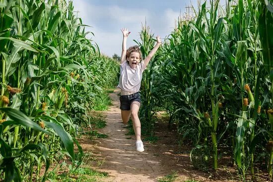 Staunton Maize Maze