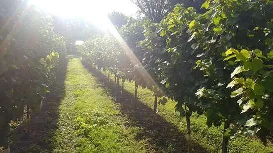 Greyfriars Vineyard