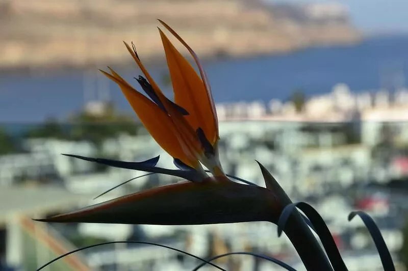 Apt. 1ºB "Spectacular views of the sea and the marina of Puerto de Mogán"
