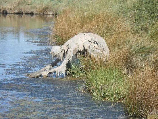 Reserve Naturelle Marais de Sene