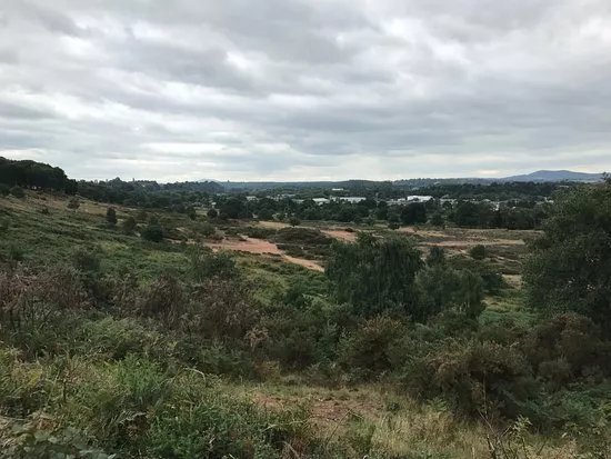 Hartlebury Common