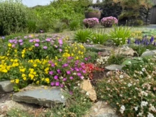 St Davids Plant & Garden Nursery