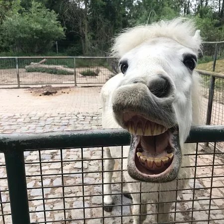 Leintalzoo