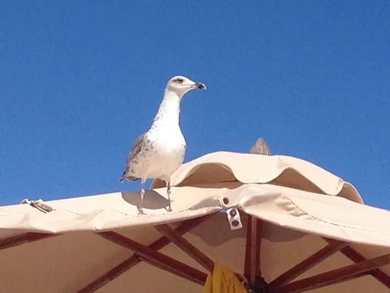 Lido Miramare - Spiaggia di Serapo
