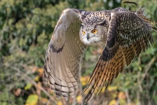 Walworth Birds of Prey