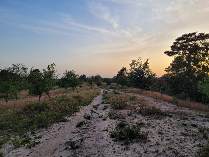 De Cokse Heide