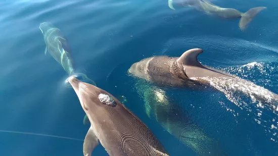 Ecomarine Algarve