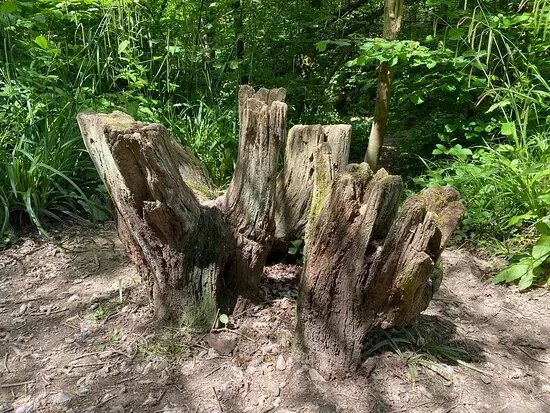 Clanger Wood