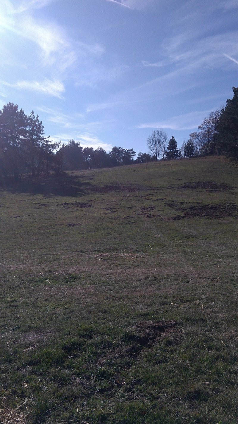 Horse & Pony Club