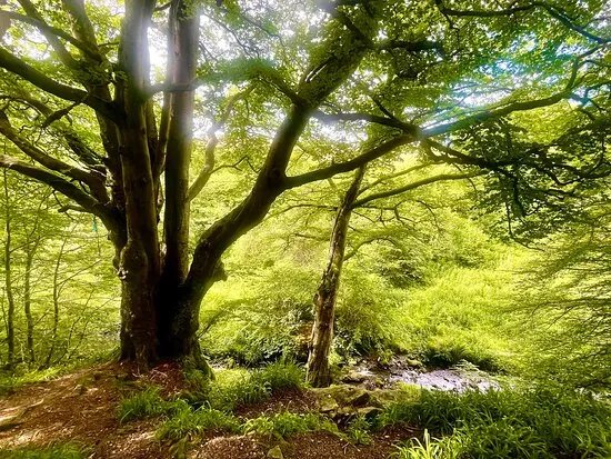 Den of Maidencraig Nature Reserve