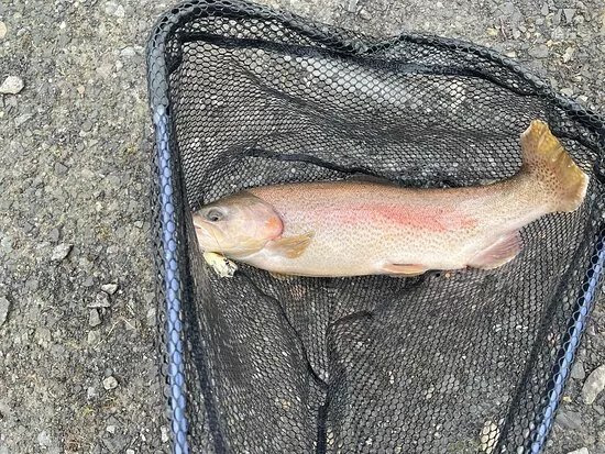 Birchwood Fishery