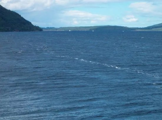 Dolphin Watch