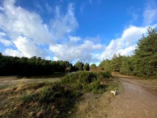 Hogmoor Inclosure