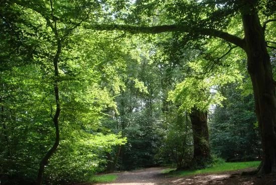 Ecclesall Woods