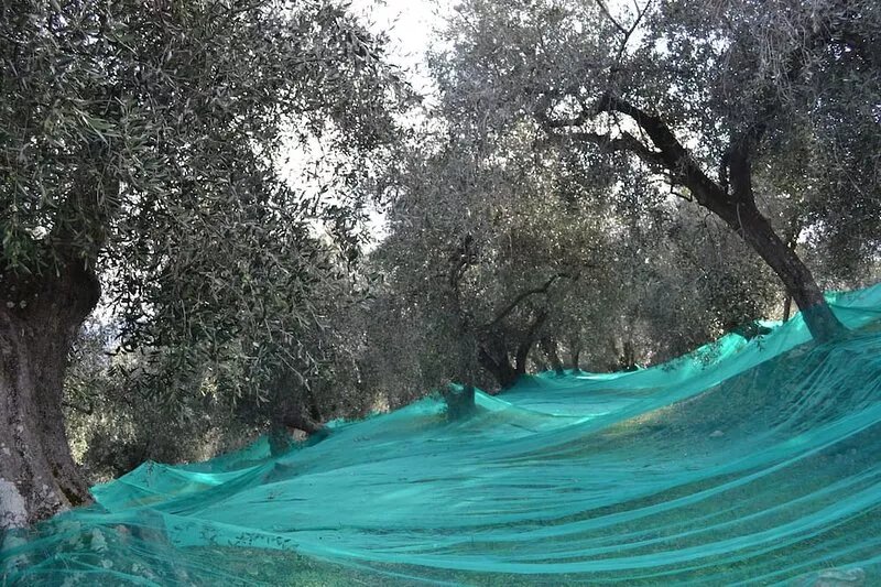 Relaxing House surrounded by Olive trees, wonderful sea view