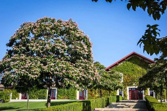 Chateau Malartic-Lagraviere