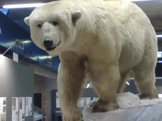Museo Regionale di Scienze Naturali